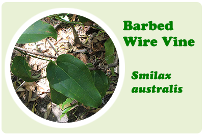 barbed wire vine