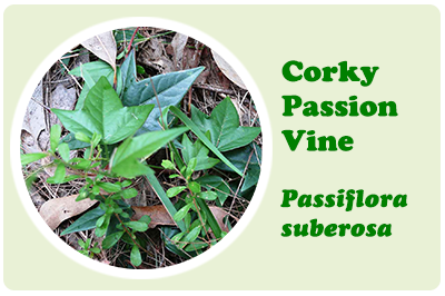 corky passion vine