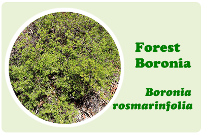 forest boronia