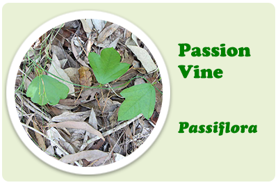 passion vine