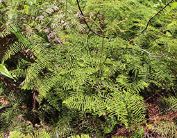 pouched coral fern