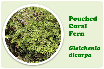 pouched coral fern