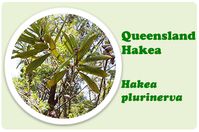 qld hakea