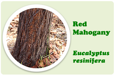 red mahogany