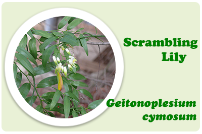 scrambling lily