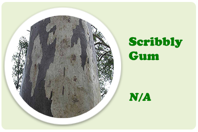scribbly gum