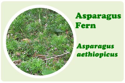 asparagus fern