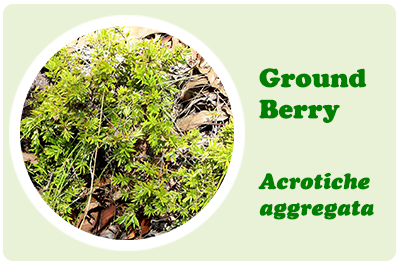 ground berry