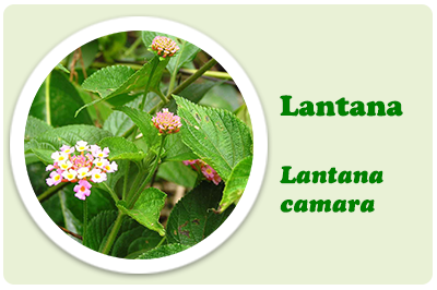 lantana