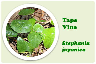tape vine