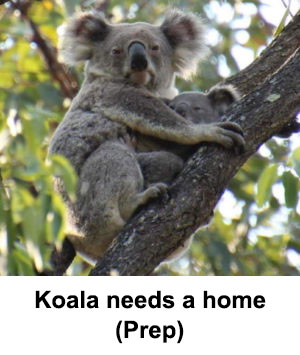 koala needs a home program