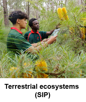 terrestrial-ecosystems program