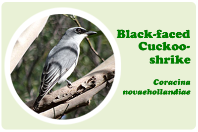 Black-faced cuckoo shrike