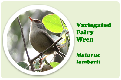 variegated fairy wren