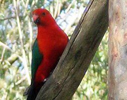 king parrot