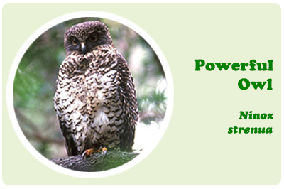 powerful owl
