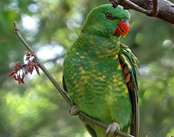 scaly breasted lorikeet