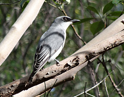 black-faced cuckoo shrike