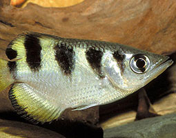 Banded archer fish