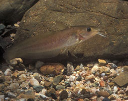 Freshwater catfish