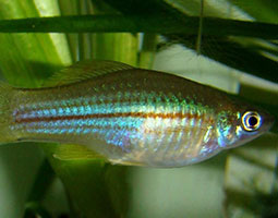 Introduced green swordtail