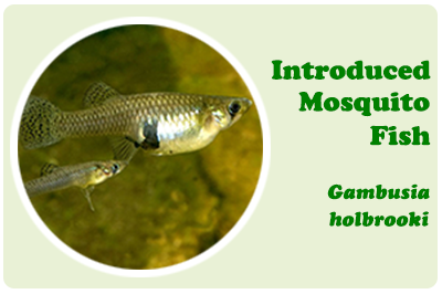 Introduced mosquito fish