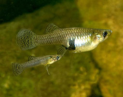 Introduced mosquito fish