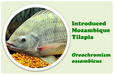 Introduced Mozambique tilapia