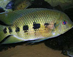 Introduced spotted tilapia