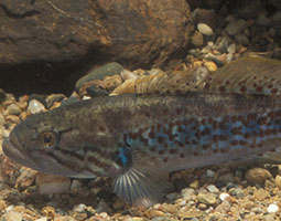 Southern purple spotted gudgeon