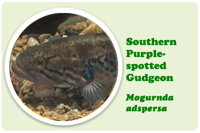 Southern Purple Spotted Gudgeon