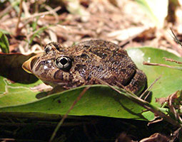 tusked frog