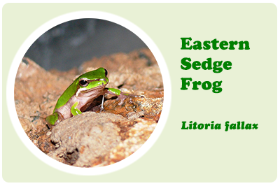 eastern sedge frog
