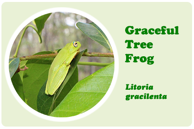 graceful tree frog