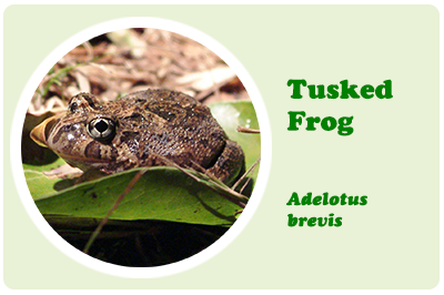 tusked frog