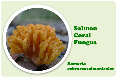 coral fungi lorithamus