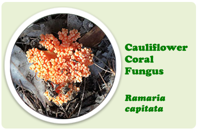 coral fungi capita