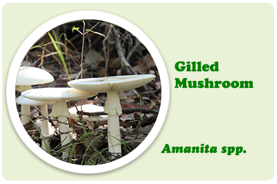 gilled mushroom amanita