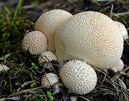 puffball fungus