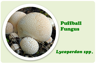 puffball fungus