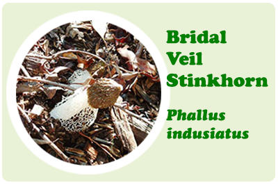 bridal veil stinkhorn