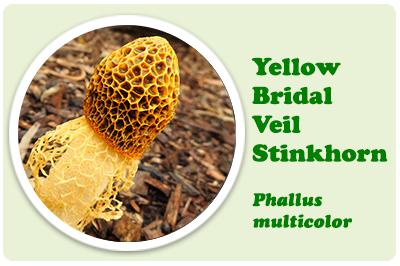 yellow bridal stinkhorn