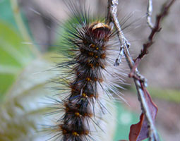 anthelia moth caterpillar