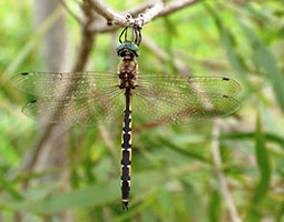 australian emerald dragonfly