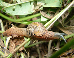black spotted semi-slug