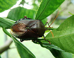 bronze orange bug