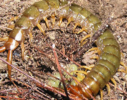 centipede and eggs