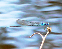 commonbluetail damsel fly