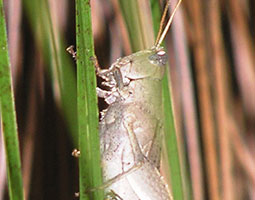 dead leaf grasshopper