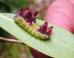 eucalypt cup moth